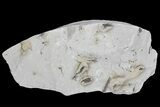 Ediacaran Aged Fossil Worms (Sabellidites) - Estonia #73532-2